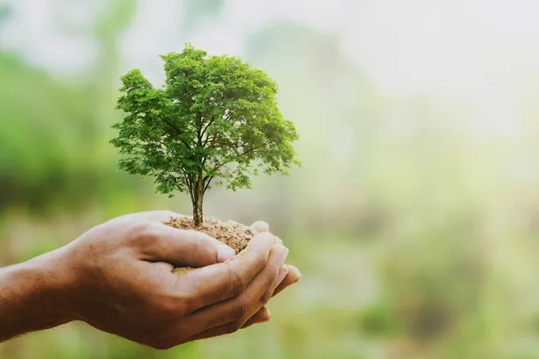 Baum in Hand