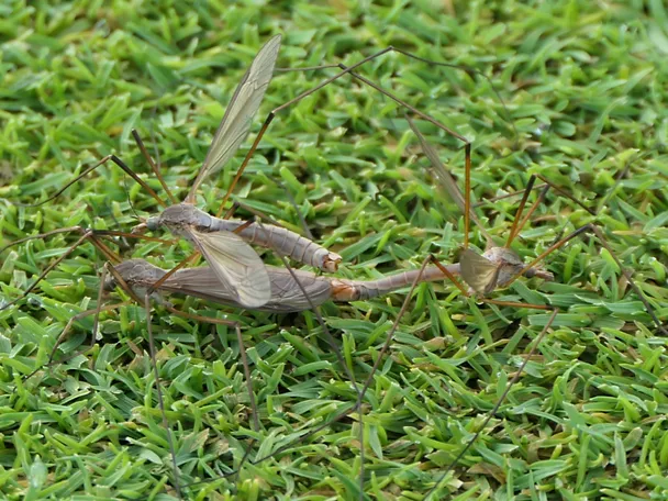 Tipula