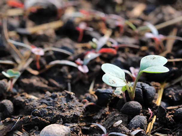 Humus mit kleinen gekeimten Pflanzen Humus mit kleinen gekeimten Pflanzen
