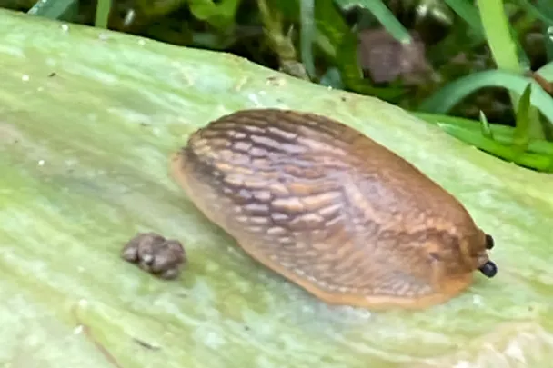 Nacktschnecke