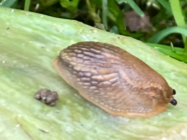 Nacktschnecke