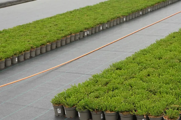 Zierpflanzen Erica Zierpflanzen Erica