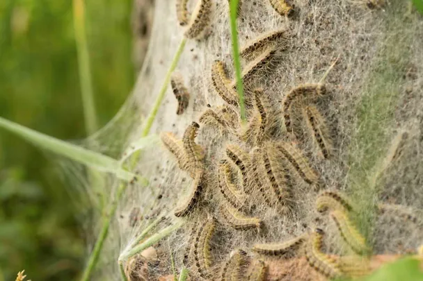 Eichenprozessionsspinner Eichenprozessionsspinner