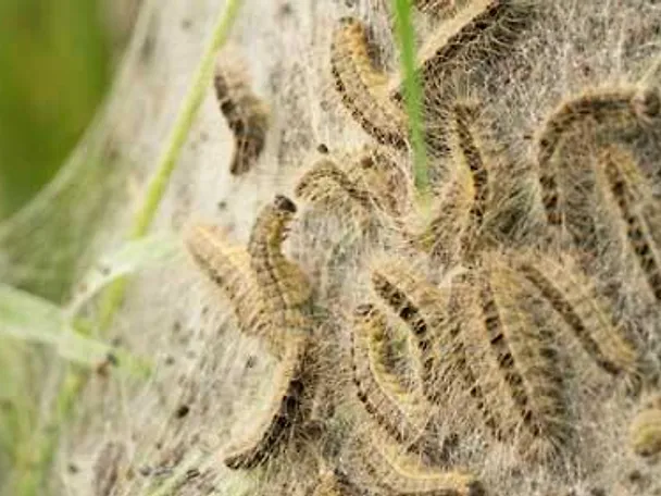 Eichenprozessionsspinner