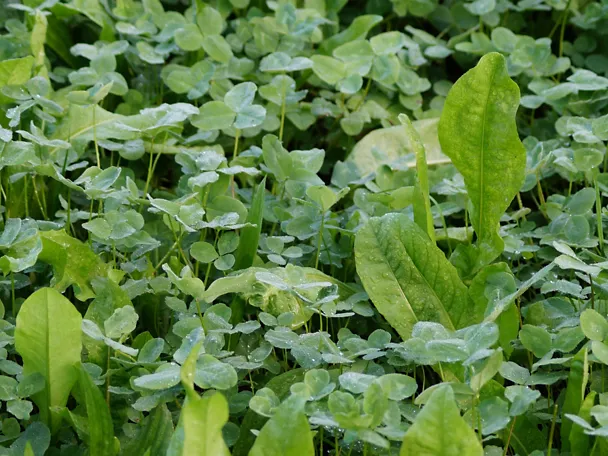 GreenStar Nutriherb- Kleewiese 