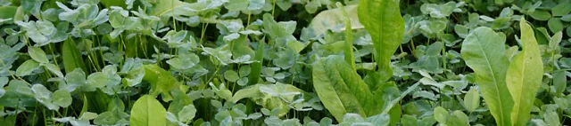 GreenStar Nutriherb- Kleewiese 
