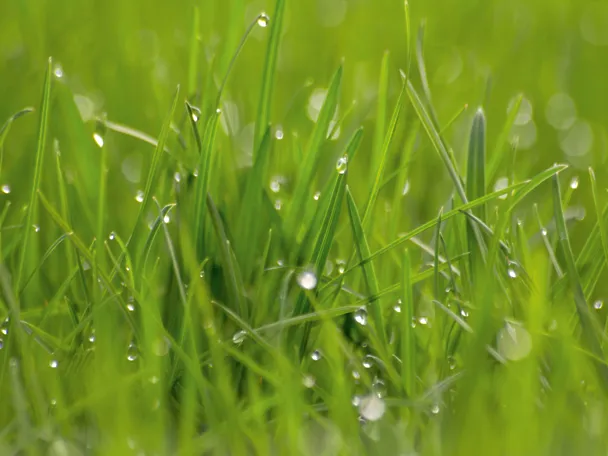 Gras mit Tropfen