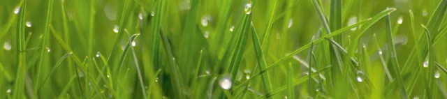 Gras mit Tropfen