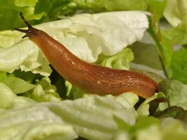 Nacktschnecke auf Salat
