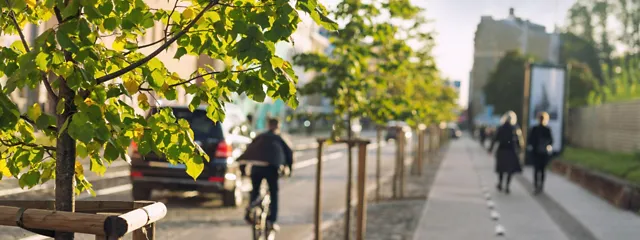 Bäume in der Stadt mit Radfahrer und Fußgänger 