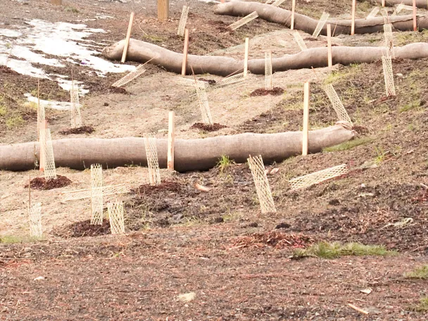 Erosionsschutz für frisch gepflanzte Setzlinge Erosionsschutz für frisch gepflanzte Setzlinge
