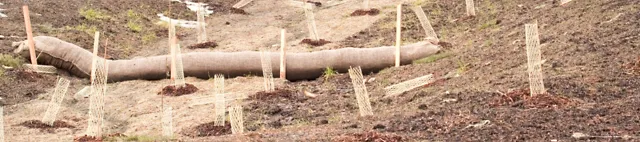 Erosionsschutz für frisch gepflanzte Setzlinge