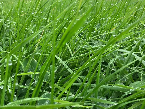 GreenStar Intensiv Plus