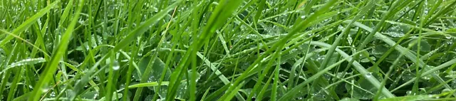 GreenStar Intensiv Plus