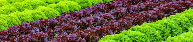 Produktionsgartenbau