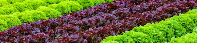 Salatköpfe in mehreren Reihen 