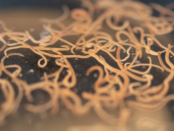 Nematoden, Mikroskop Nematoden, Mikroskop