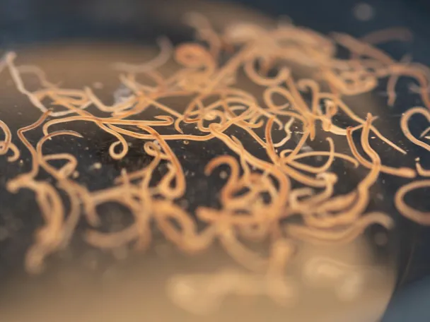 Nematoden Mikroskop