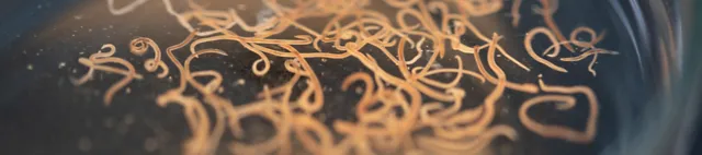 Nematoden Mikroskop