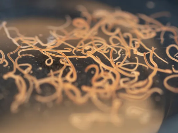 Nematoden Mikroskop
