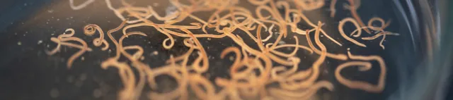 Nematoden Mikroskop