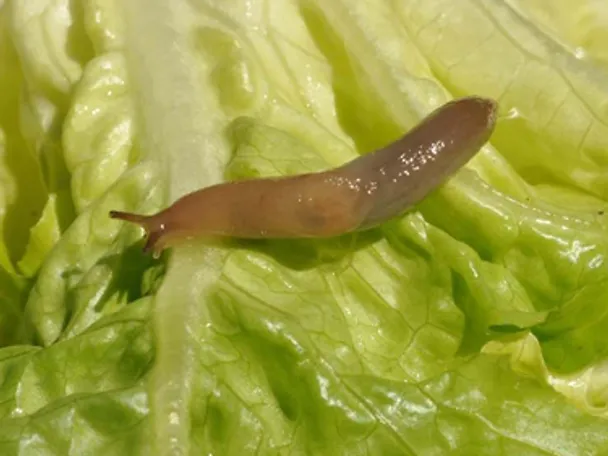 Nacktschnecke auf Salatblatt