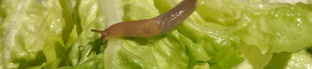 tilco_nacktschnecke_moodimage_3840x1648_72dpi