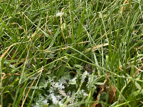 tilco_greenstar_multiherb_mit_frost_240116_1920x1440_72dpi tilco_greenstar_multiherb_mit_frost_240116_1920x1440_72dpi