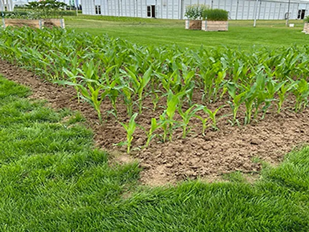 tilco_mais_geharkt_500x281 tilco_mais_geharkt_500x281