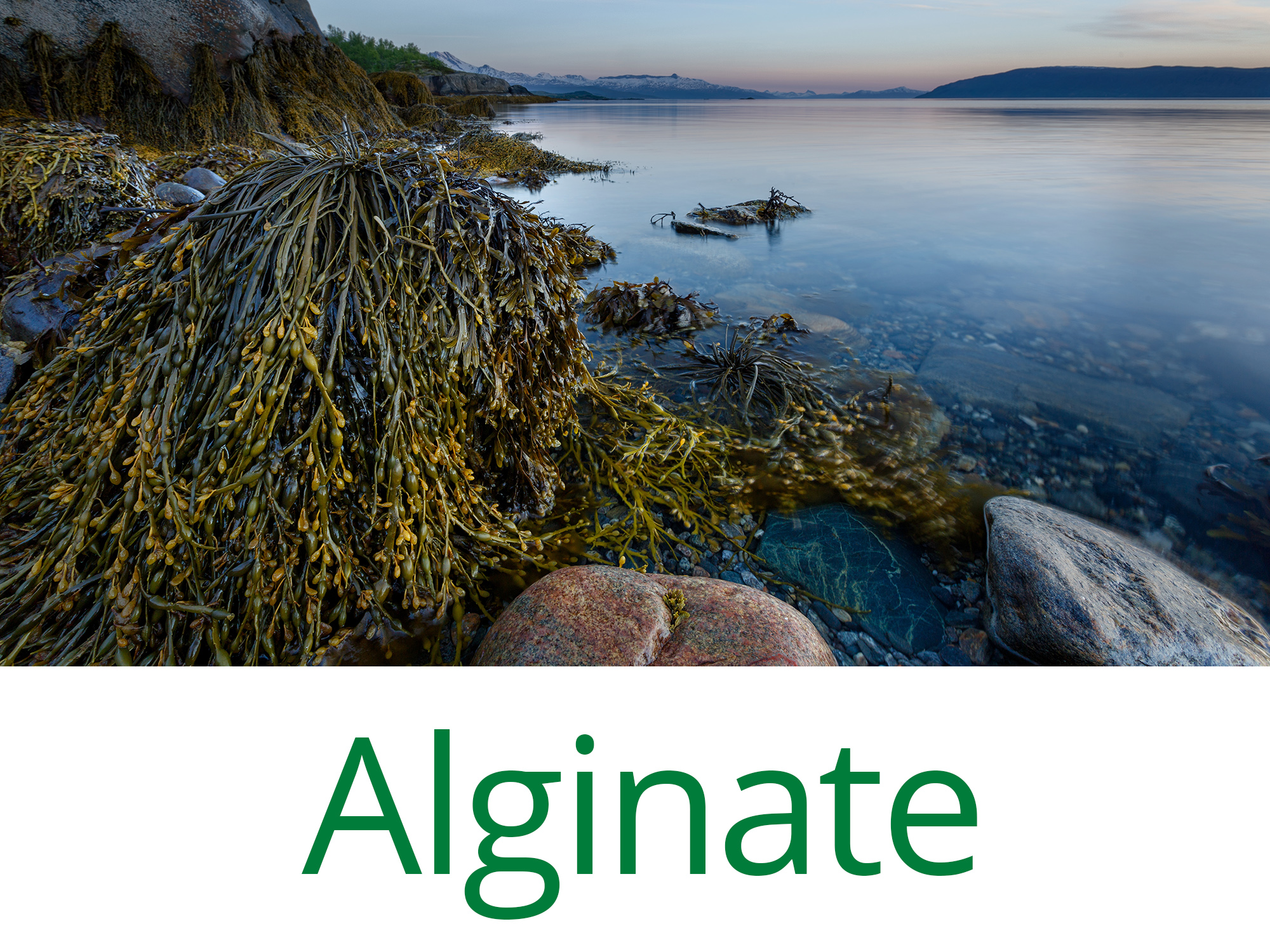 Vorschaubild Alginate
