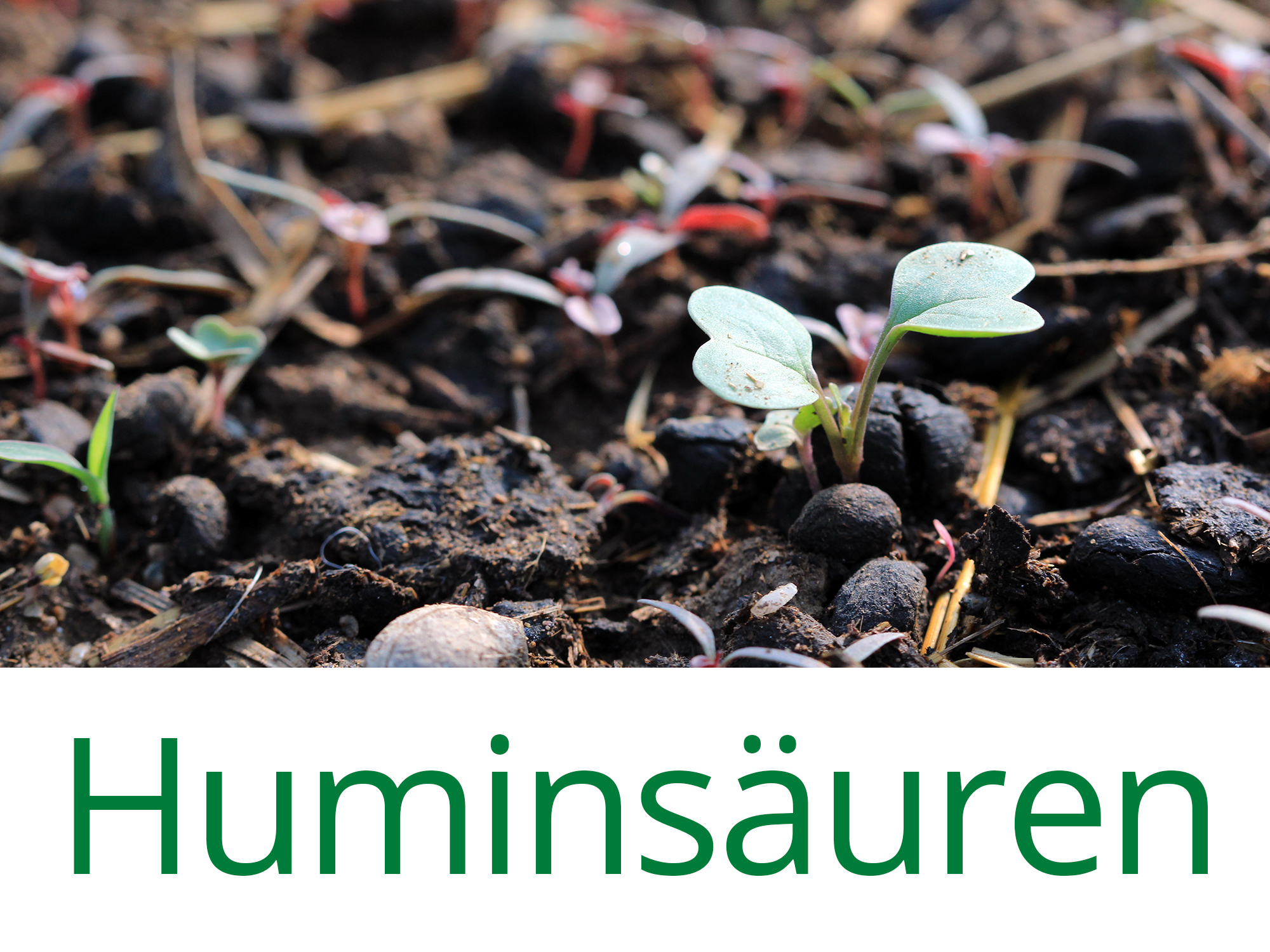 Huminsäure