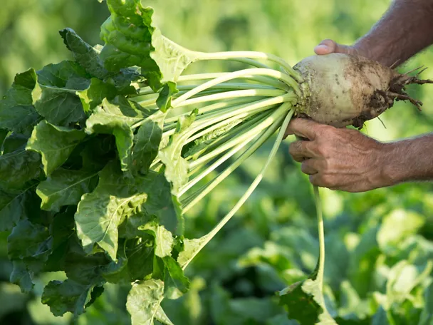Landwirt mit Zuckerrübe in der Hand auf dem Feld
