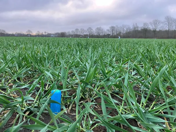 Bodensonde auf Gut Hülsenberg in Wintergerste