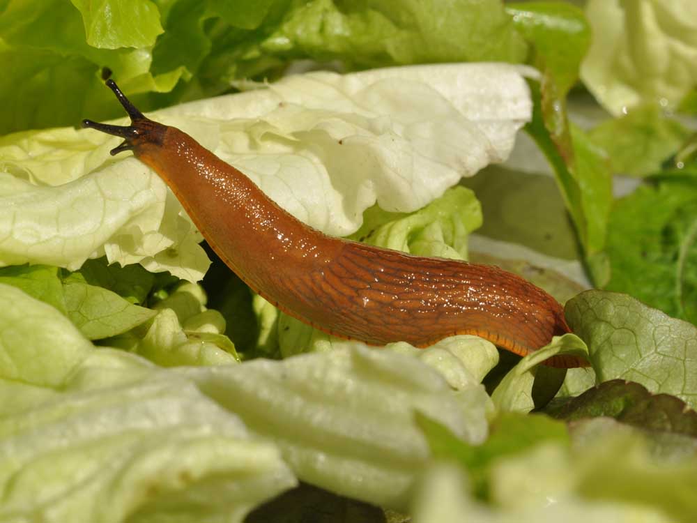 Nacktschnecke auf Salat