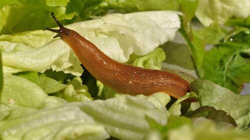 Nacktschnecke auf Salat