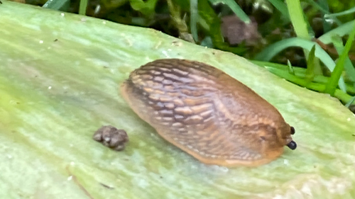 Nacktschnecke