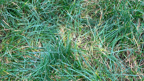 überständiges Gras