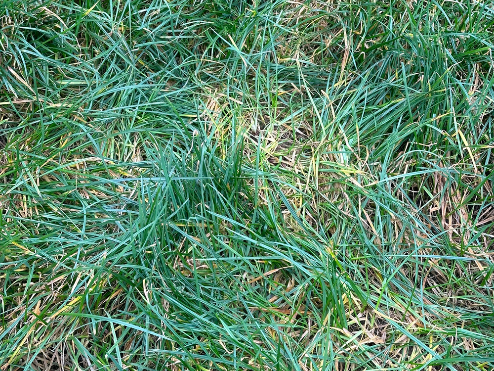 Überständiges Gras