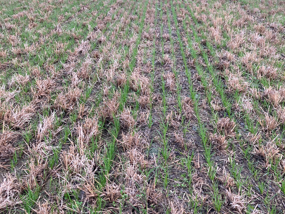 Fläche bearbeitet mit Vredo Schlitzmaschine