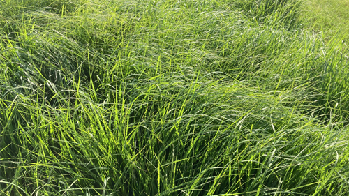 GreenStar Teff Gras