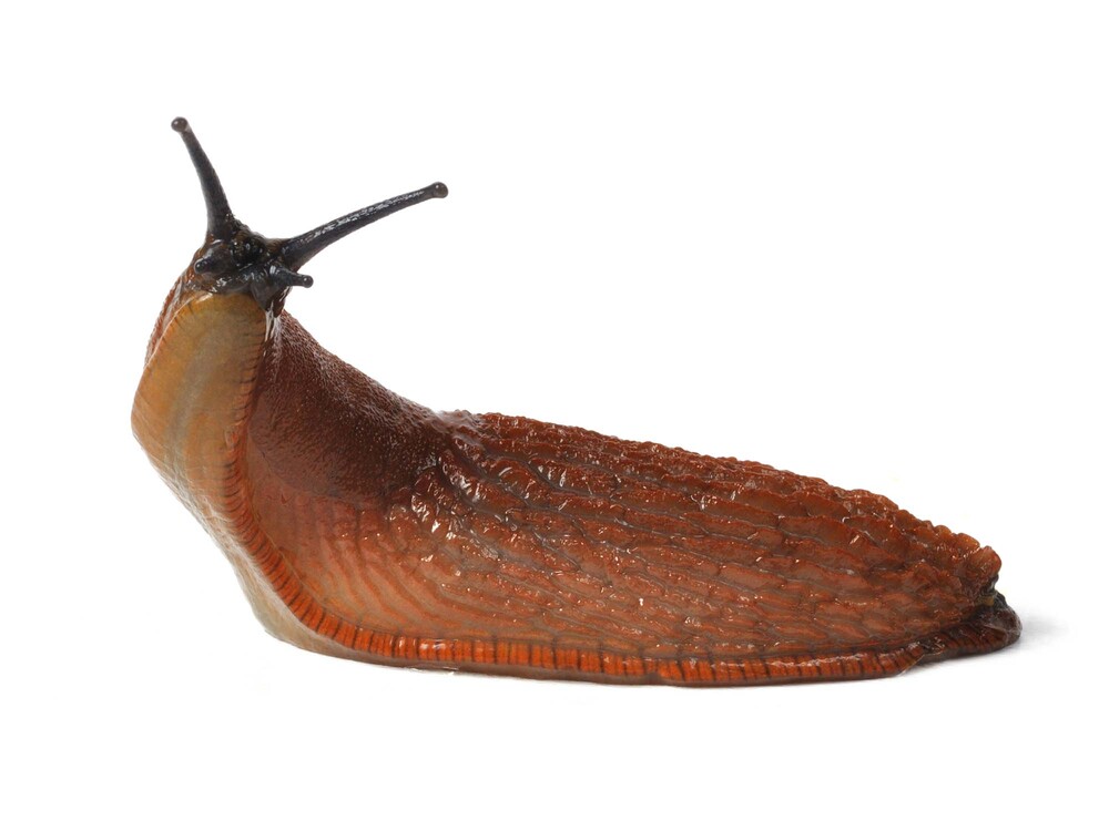 Nacktschnecke