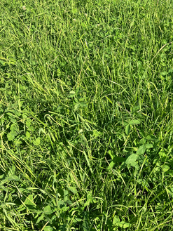 GreenStar Intensiv Plus