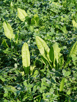 GreenStar Multi-Herb