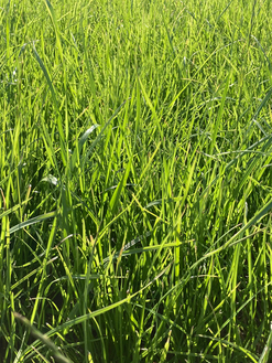 GreenStar Nachsaat Trockenlagen