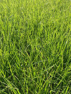 GreenStar Nachsaat West/Ost