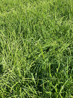 GreenStar Struktur II