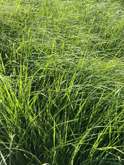 GreenStar Teff-Gras