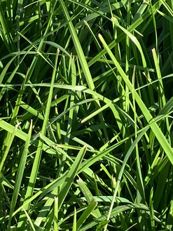 Rohrschwingel hartblättrig