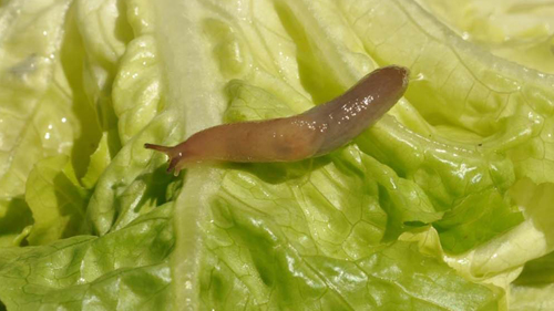 Nacktschnecke Salatblatt