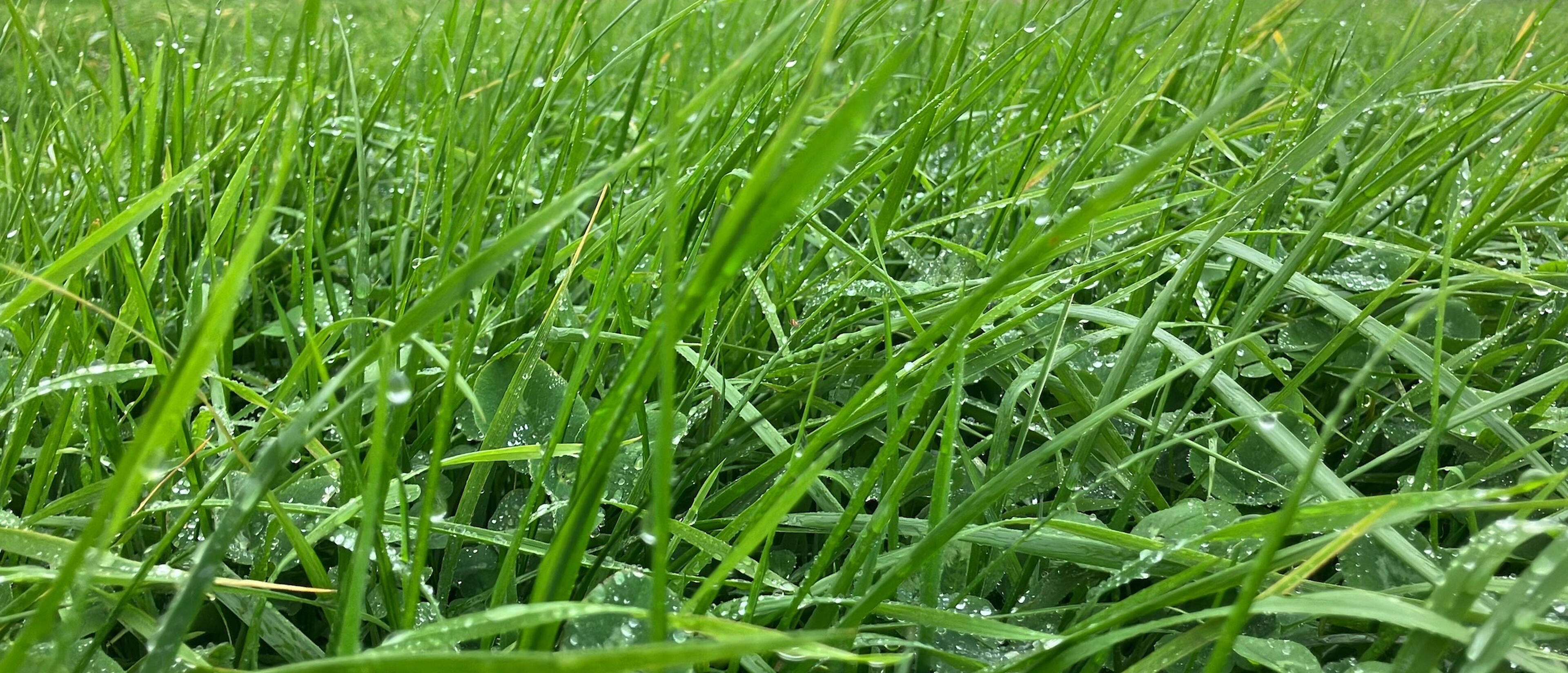Gräser
